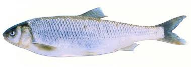 فروش انواع ماهی سفید ارزان